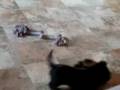 Zoey Rocky Lola fighting with there mommy