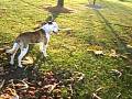 videos de my pitbull playing
