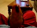 sunny sings and dances 001.MOV sunny sings and dances 001.MOV