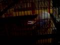 videos de Bothersome Tail