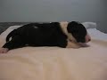 Bull terrier hija de fiona