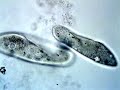 Paramecium Feeding