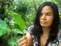 PLANTAS MEDICINALES 