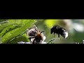 Tree Bumblebee atack Tree Bumblebee atack