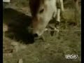 Cow Eats A Duck Cow Eats A Duck