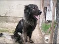 Qeni i mondit