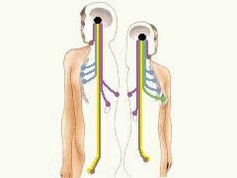 How the Body Works : The Anterior ...