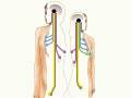 How the Body Works : The Anterior Pituitary Gland