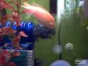 Oscar and Cichlids Eating and Fighting