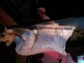 videos de Nick Cave- Stagger Lee