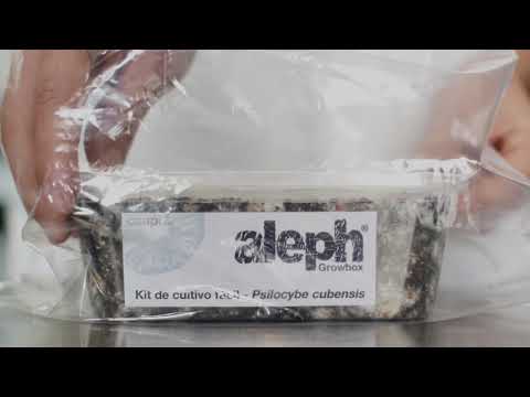 Instrucciones para el Kit de cultivo Aleph (Psilocybe cubensis) - Caapi.co
