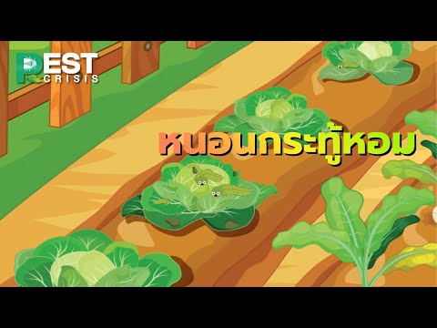 หนอนกระทู้หอม