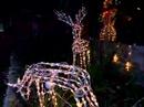 Xmas lights at Woods Xmas lights at Woods