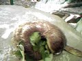 preguiça bradypus variegatus