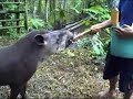 We (including a uacari monkey) all get to admire and feed Lucas the Tapir at the Pilpintuwasi Animal Orphanage