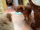 muimui chowchow playing muimui chowchow playing