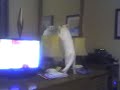 Cat in the mirror Cat in the mirror