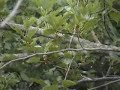 Red-Bellied Woodpecker enjoying mulberries Red-Bellied Woodpecker enjoying mulberries