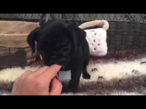 Solid black, perfectly compact Pug puppy