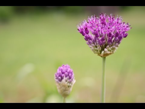 Makro Tele Festbrennweite - Alles zur Foto- und Videoqualität der neuen Nikon D3200 mit 24 Megapixel APS-C CMOS Sensor gibt es im neuen Video zu sehen. Den Test zum Nachlesen gibt es un...