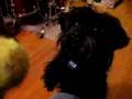 Affenpinscher