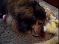 Stuffie Destruction