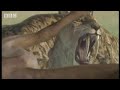 Primeval kill   BBC