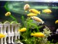 Fish in The Tank Fish in The Tank