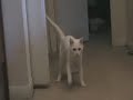 catmovie