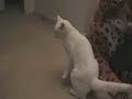 drunk-squirrel.html