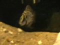 altolamprologus calvus - black