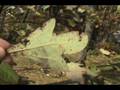 videos de How to ID Sassafras albidum