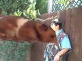 Attack Of The Giant Hamster