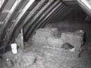 Barn Raccoon Ogema Barn Raccoon Ogema