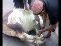 AHSAN(DD),BULL,BY