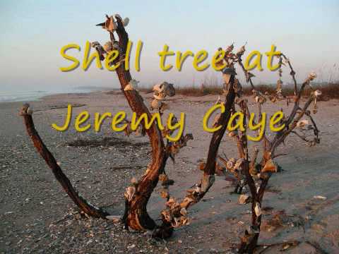 how to collect shells