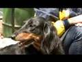Dachshund Festival 2008 - NYC