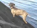 Luther Goes for a Swim