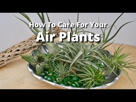 how to fertilize air plants
