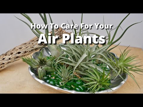 how to fertilize an air plant