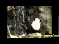Panda playing water