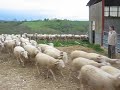 troupeau de brebis