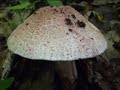 ODE TO MUSHROOMS (Mike Oldfield - AMAROK)