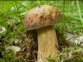 ODE TO MUSHROOMS (Mike Oldfield - AMAROK)