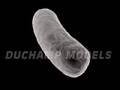 Bacillus Bacterium