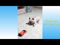 Cute Pets Animals Compilation