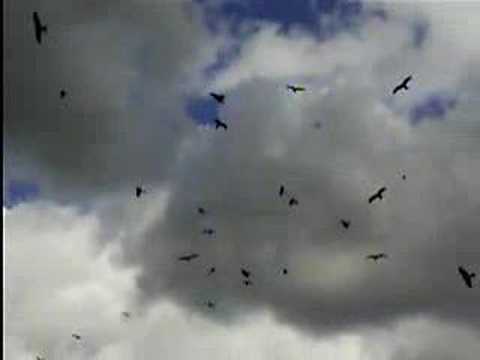 Red Kites at Gigrin Farm, Rhayder, Powys