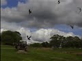 Red Kites at Gigrin Farm, Rhayder, Powys