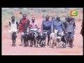 30,000 Pastoralists Migrate from Turkana