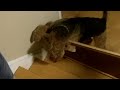 Dog opens door for master - Furious Pete